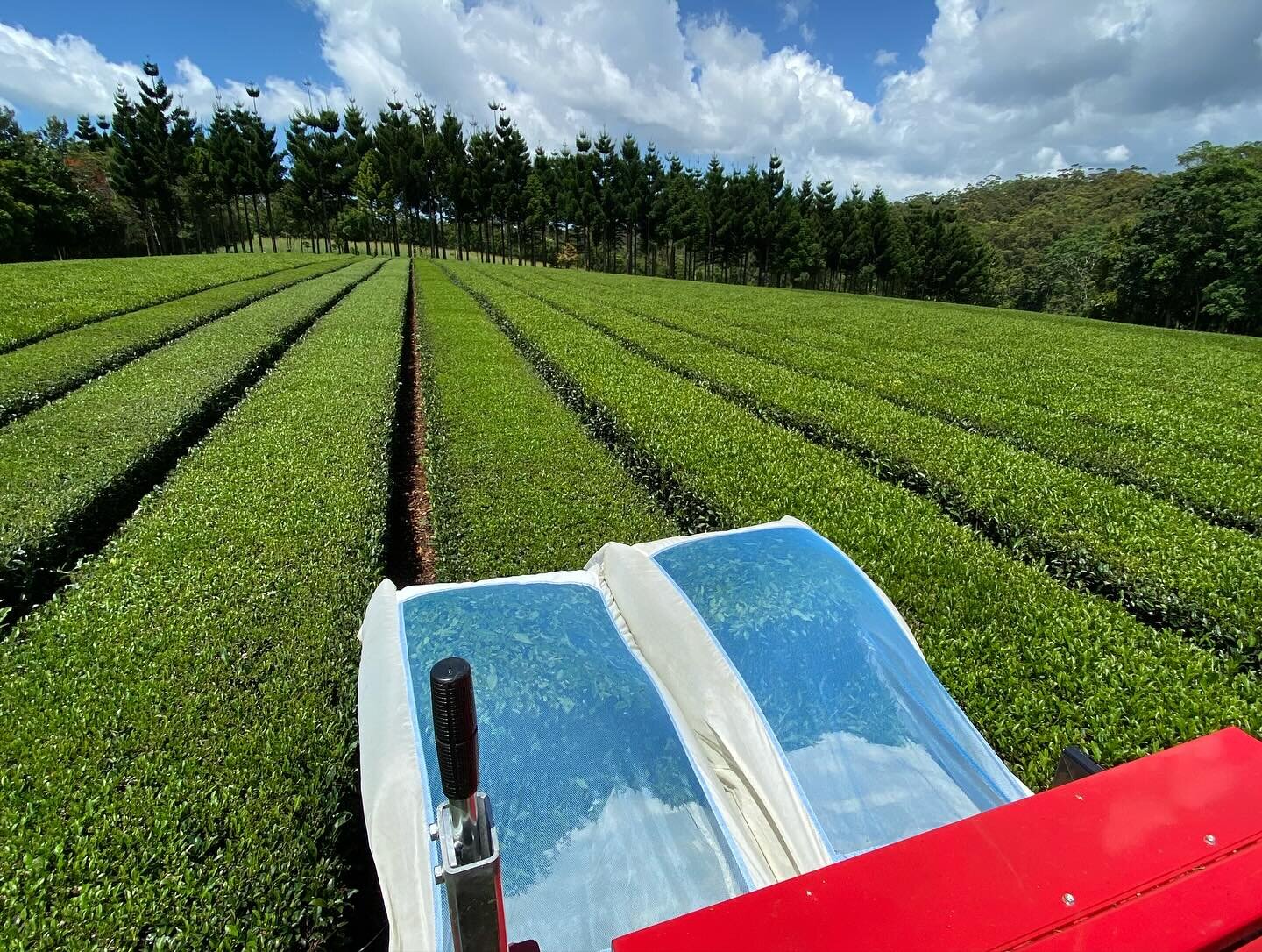 When the tea&rsquo;s ready, the tea&rsquo;s ready!!
Boxing Day at Arakai Estate is our first harvest day of our third harvest for the season. 
We were really hoping for an early new year pluck but the heat and rain we&rsquo;ve had have sped things up