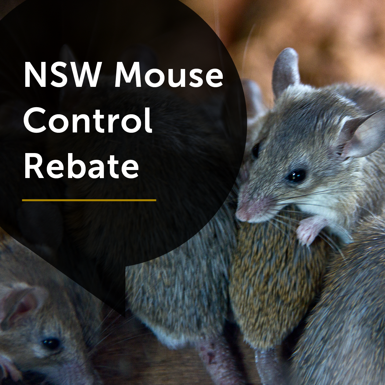 NSW Mouse Control Program – Zinc Phosphide rebate for Primary Producers