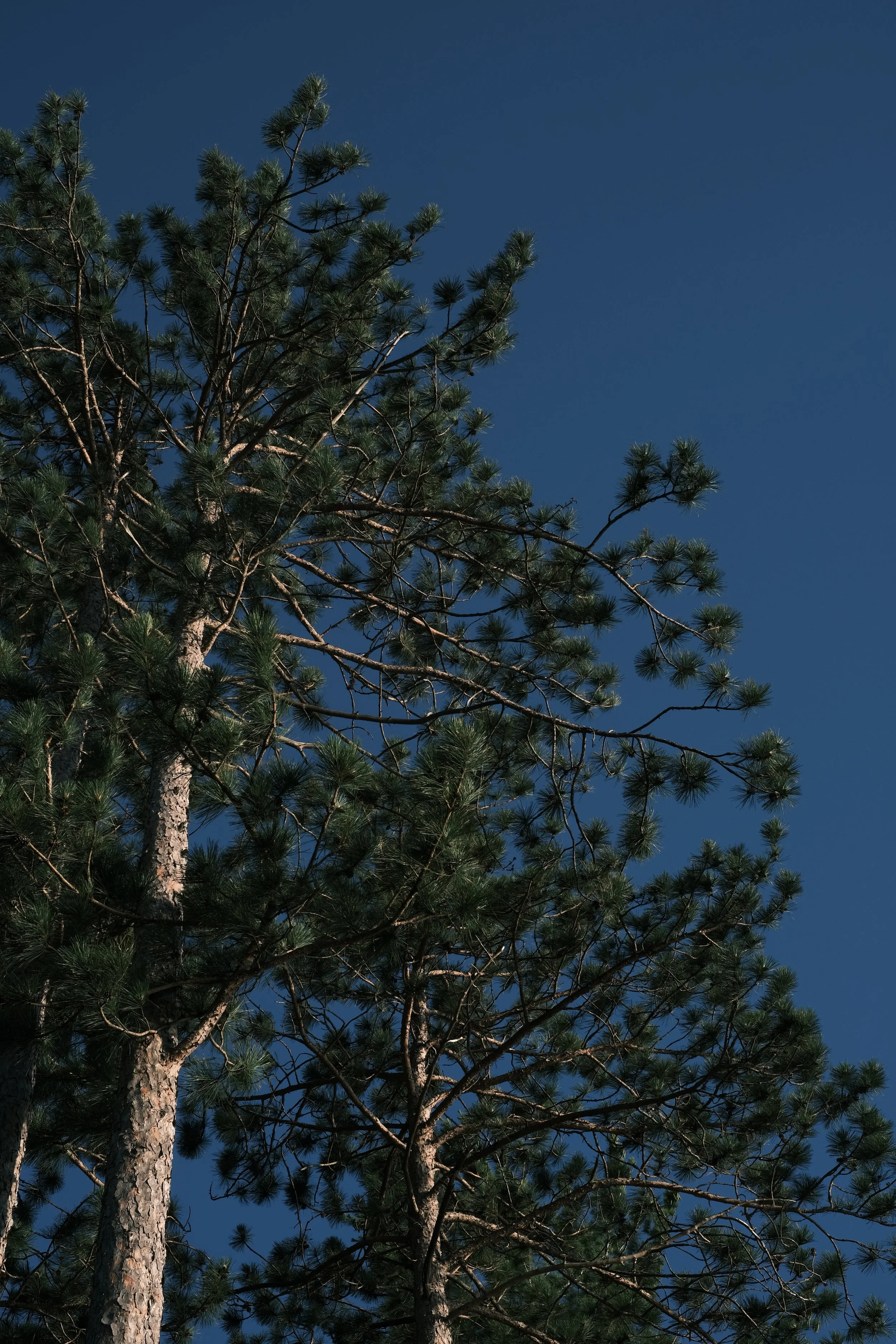 DSCF0739.JPG