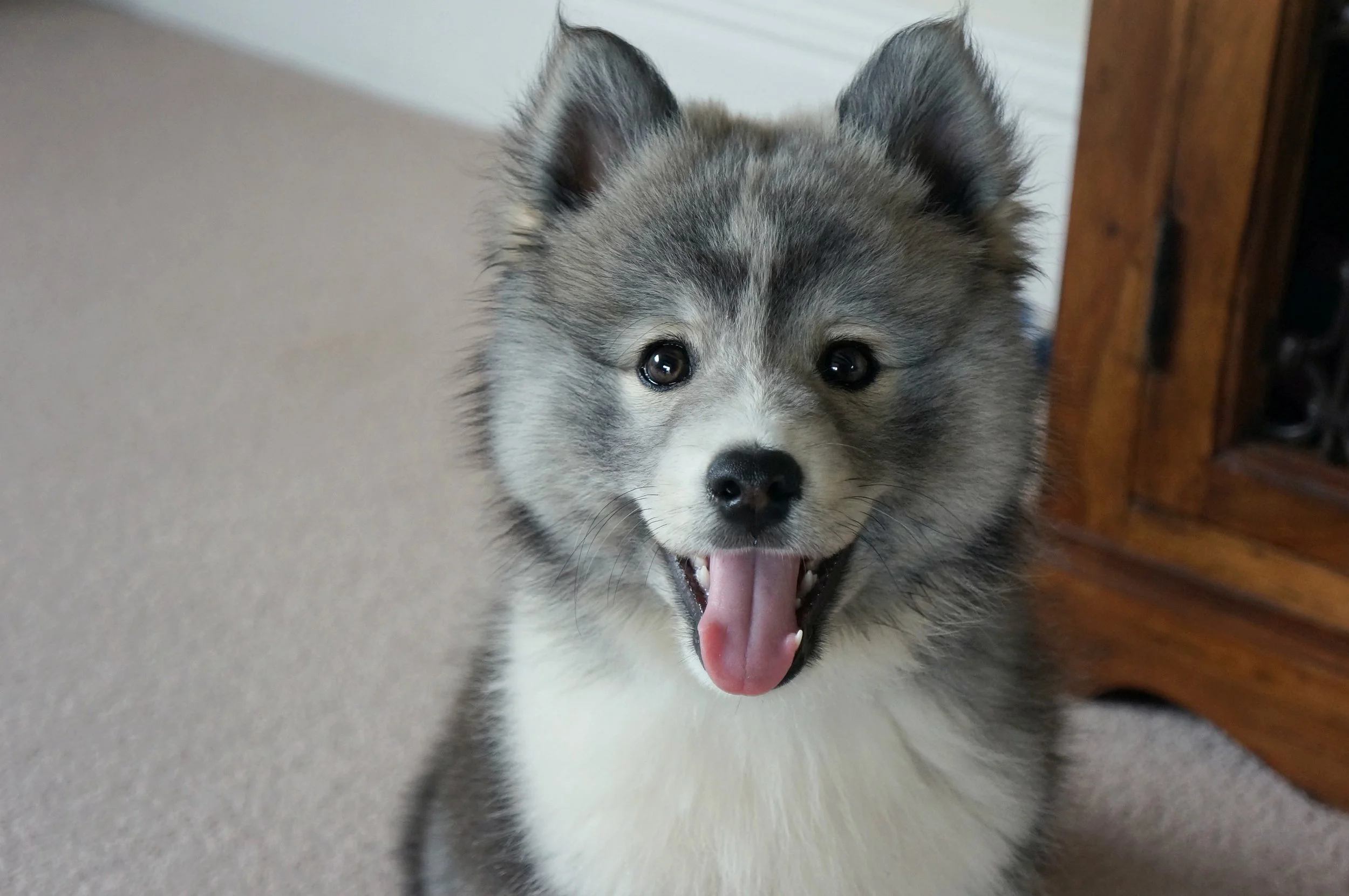 Pomsky Puppy Asks: “What are some things to consider when naming revenue and expense lines on a nonprofit budget?”