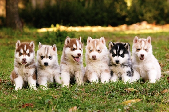 Pomsky Puppies say: “But Sean, we don’t work at a theatre. We work at a museum, a social service organization, a conservation organization, a hospital, a social justice organization, and a homeless shelter – respectively. What about us?”
