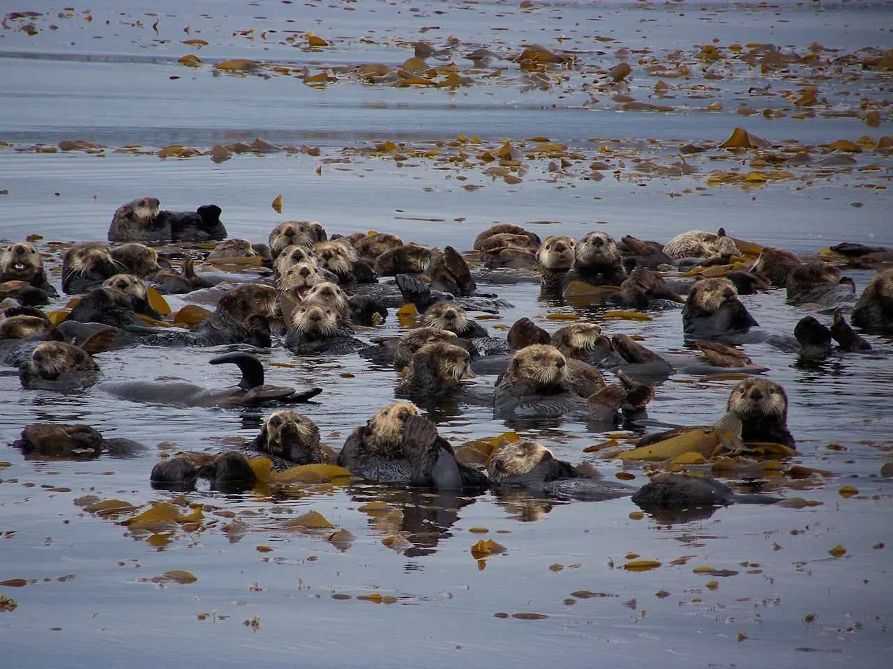 Sitka Alaska Wildlife Information — Sitka Alaska Outfitters