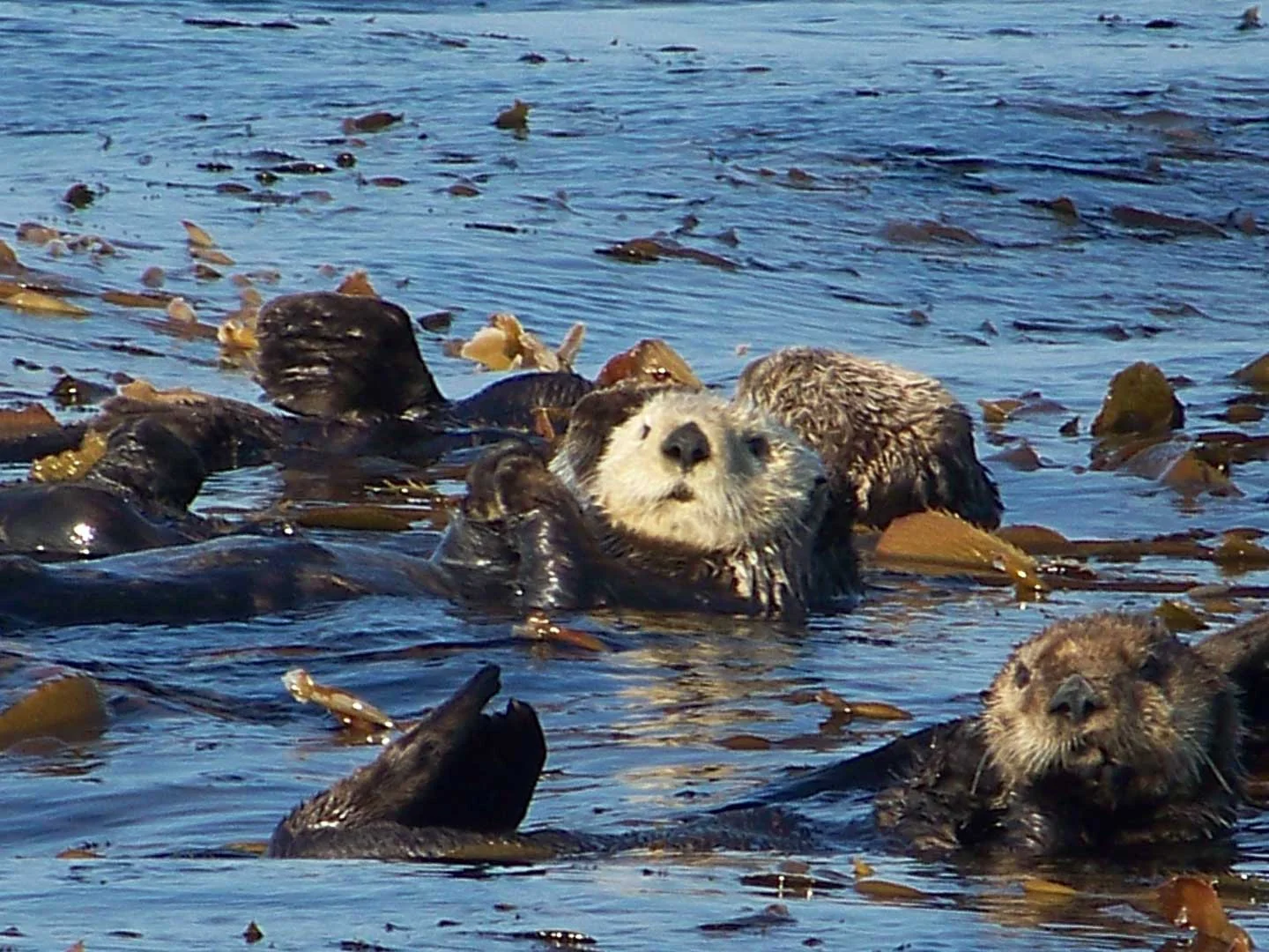 Sitka Alaska Wildlife Information — Sitka Alaska Outfitters