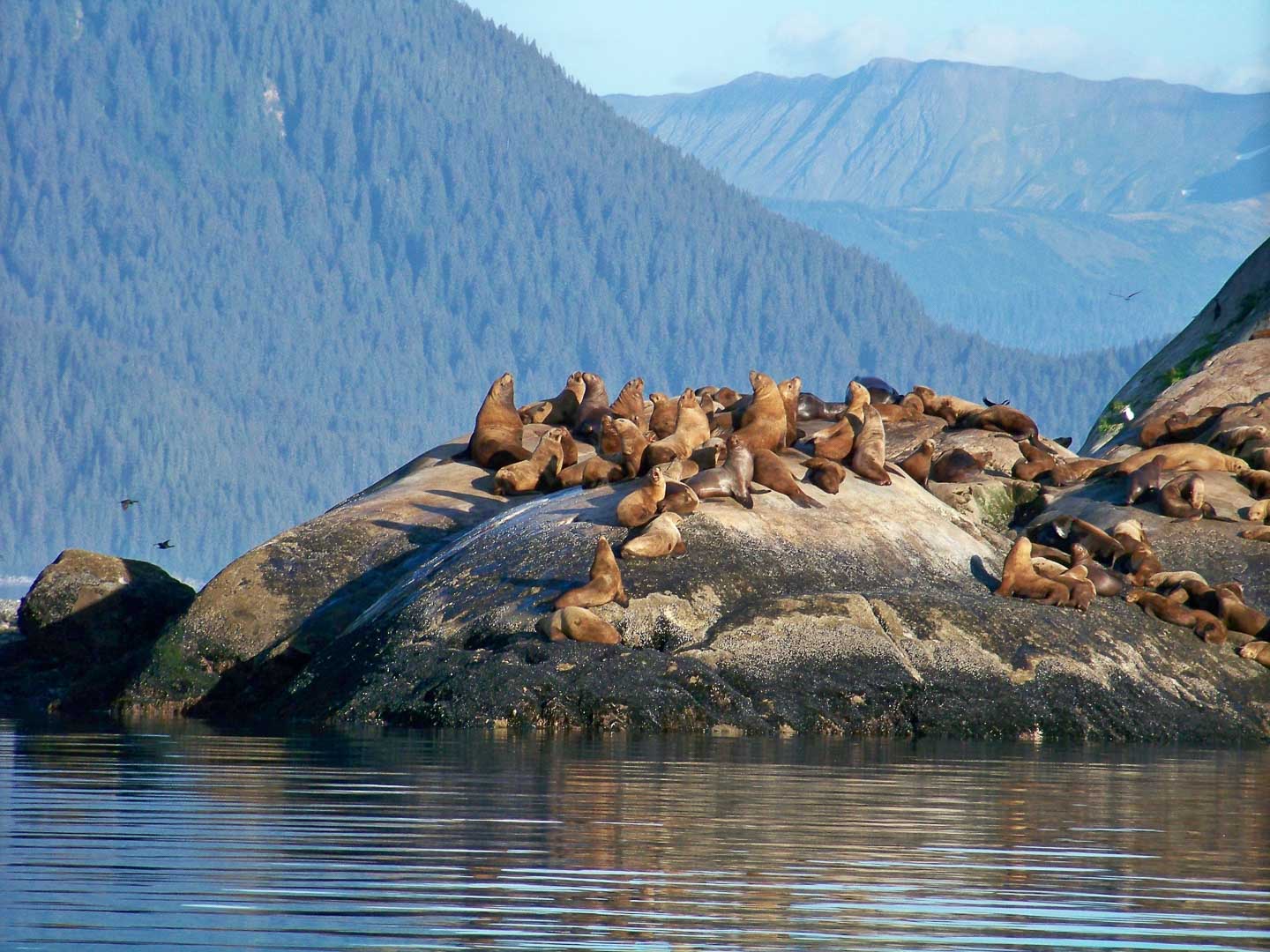 Sitka Alaska Wildlife Information — Sitka Alaska Outfitters