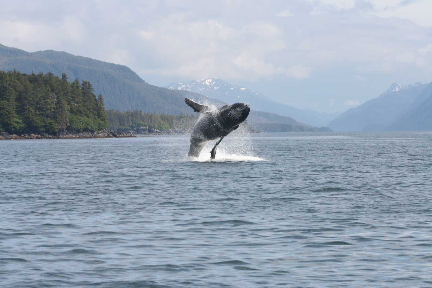 Sitka Alaska Wildlife Information — Sitka Alaska Outfitters