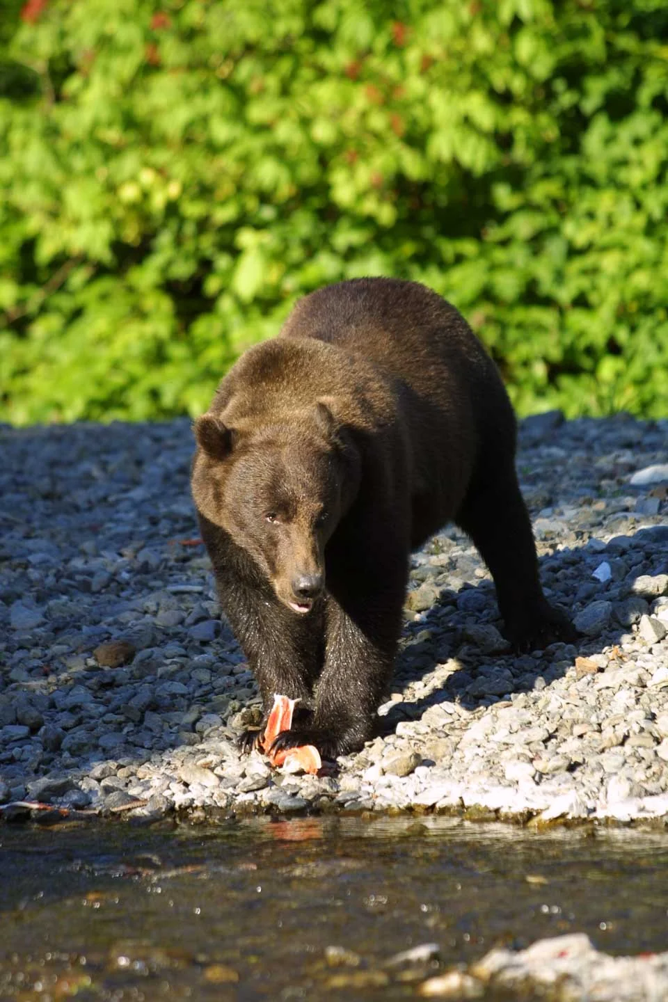 Sitka Alaska Wildlife Information — Sitka Alaska Outfitters