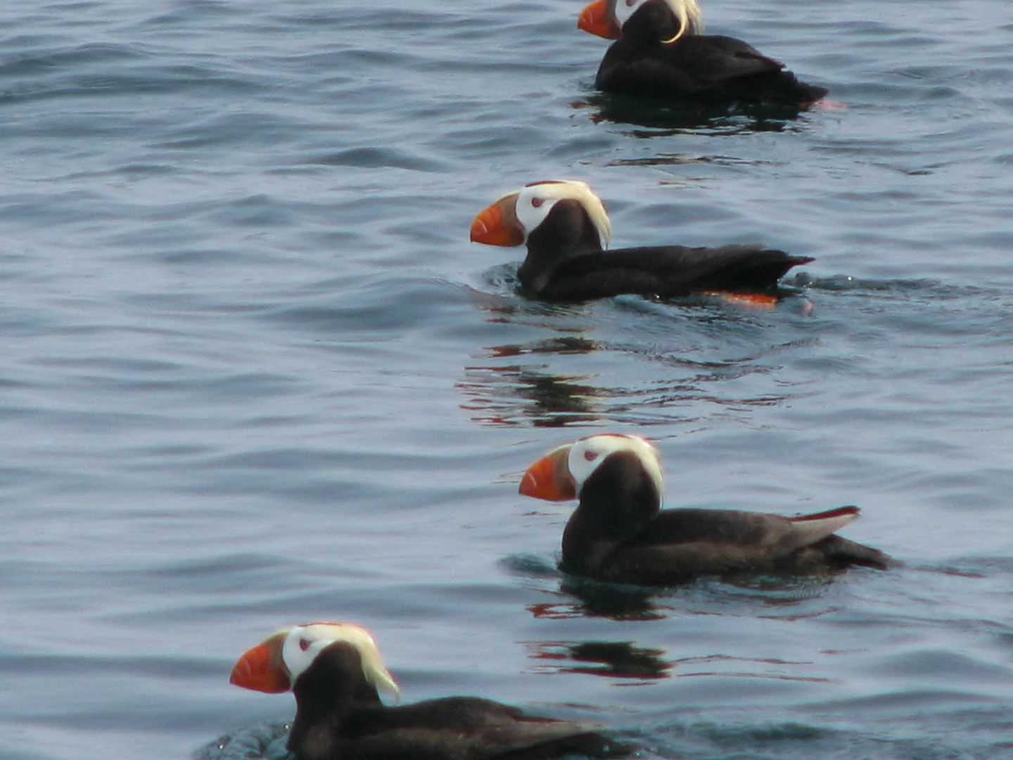 Sitka Alaska Wildlife Information — Sitka Alaska Outfitters