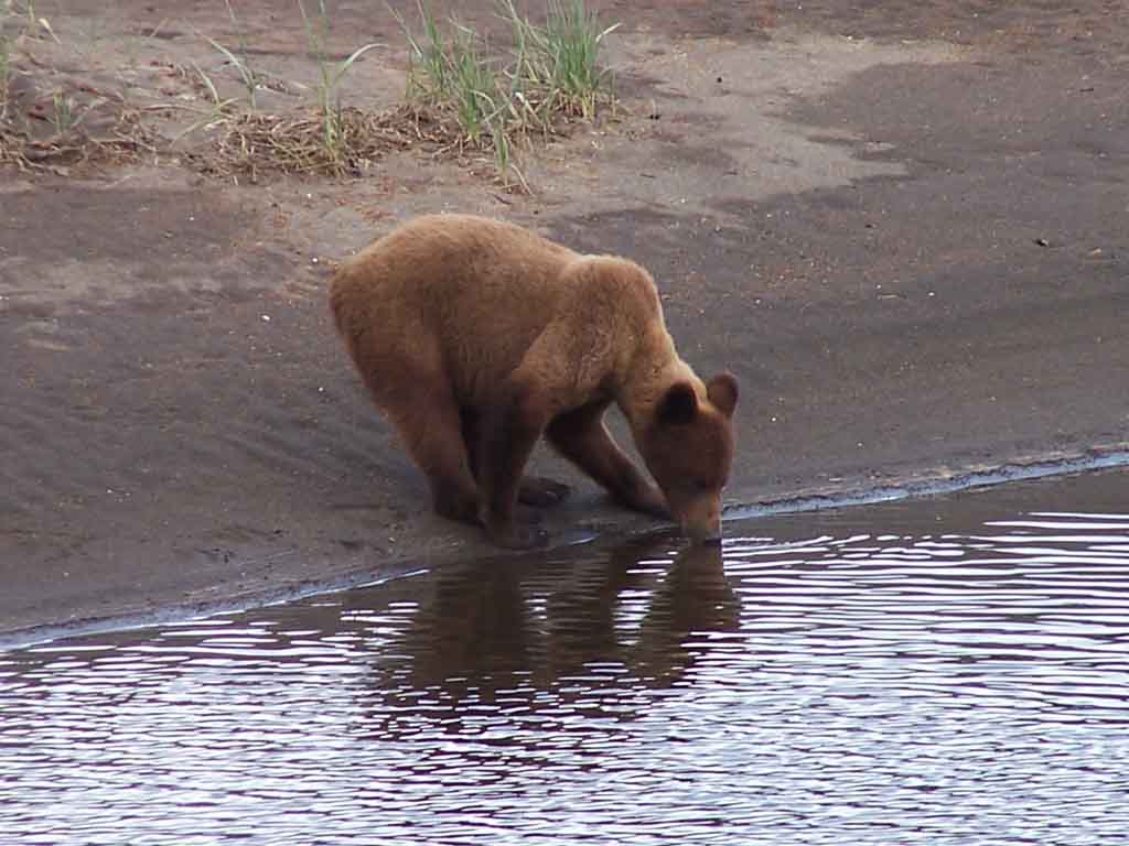 Alaska Coastal Brown Bear Takes a Drink