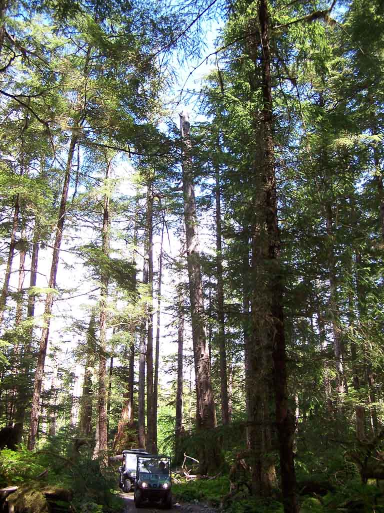 Tall Trees Of The Tongass