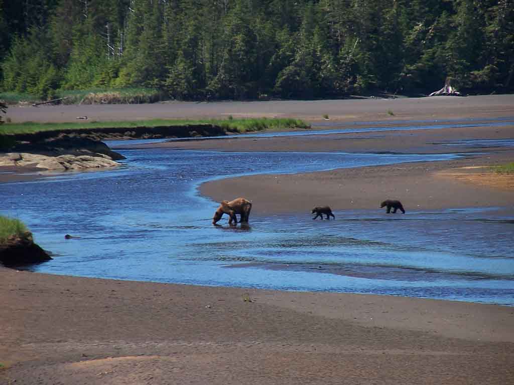Alaska Coastal Brown Bears Take A Drink