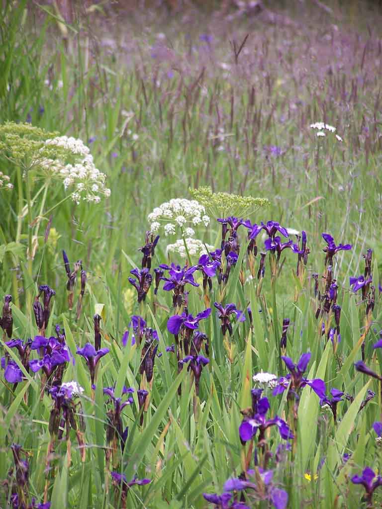 Purple Iris Meadow