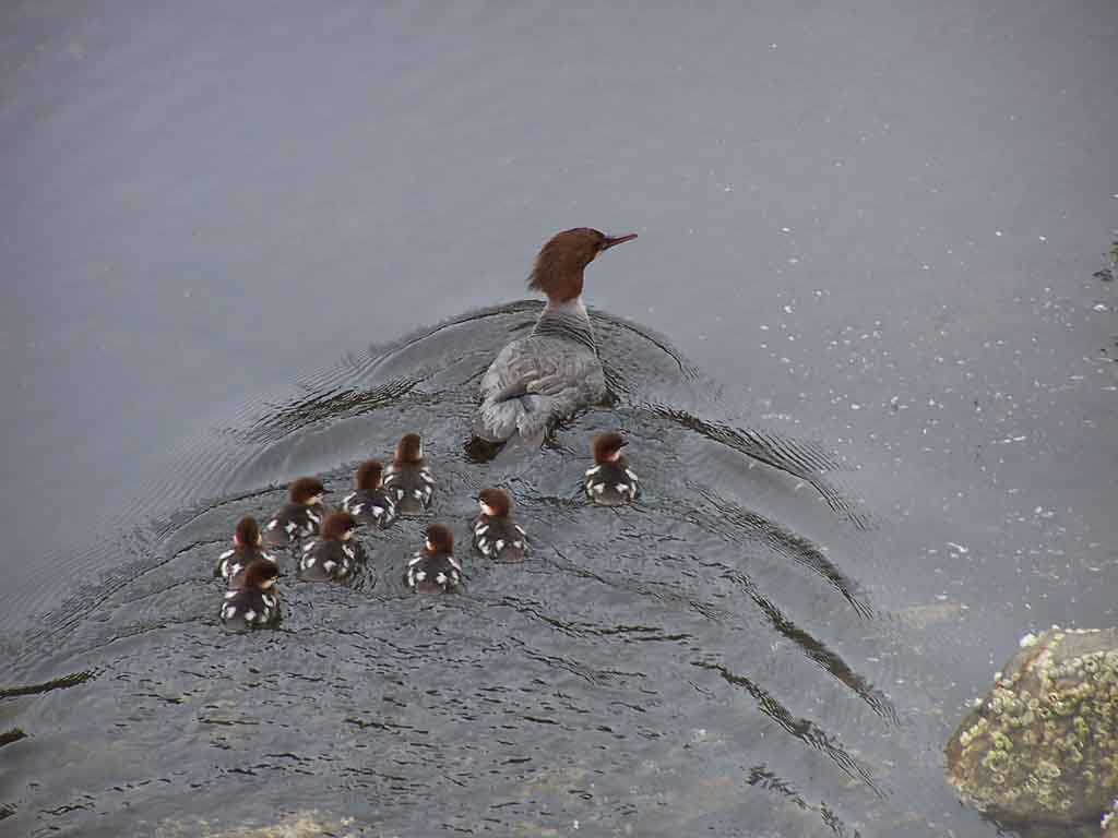 A Family of Mergansers in Shelikof River