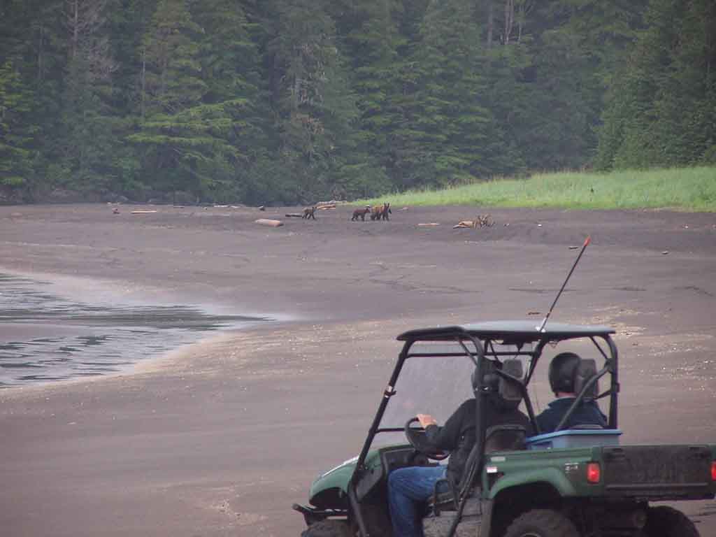 ATV Riders Share The Beach With a Bear Family