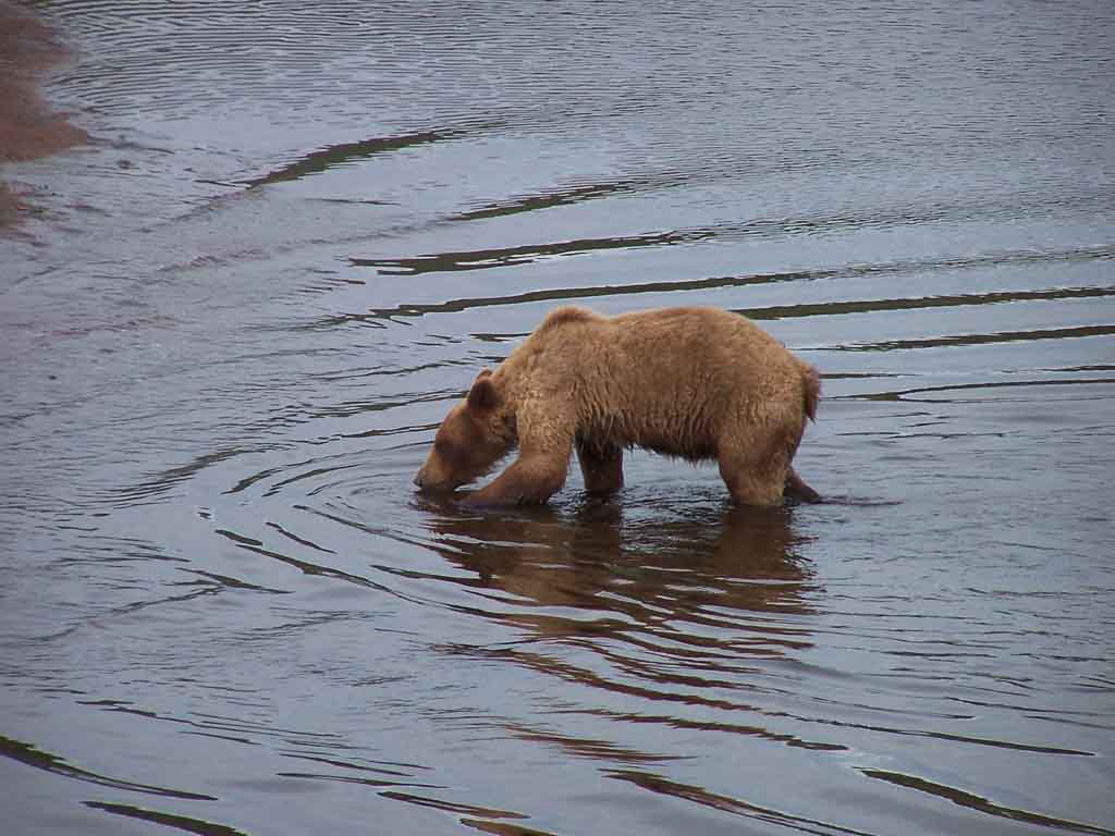 Bear Crossing