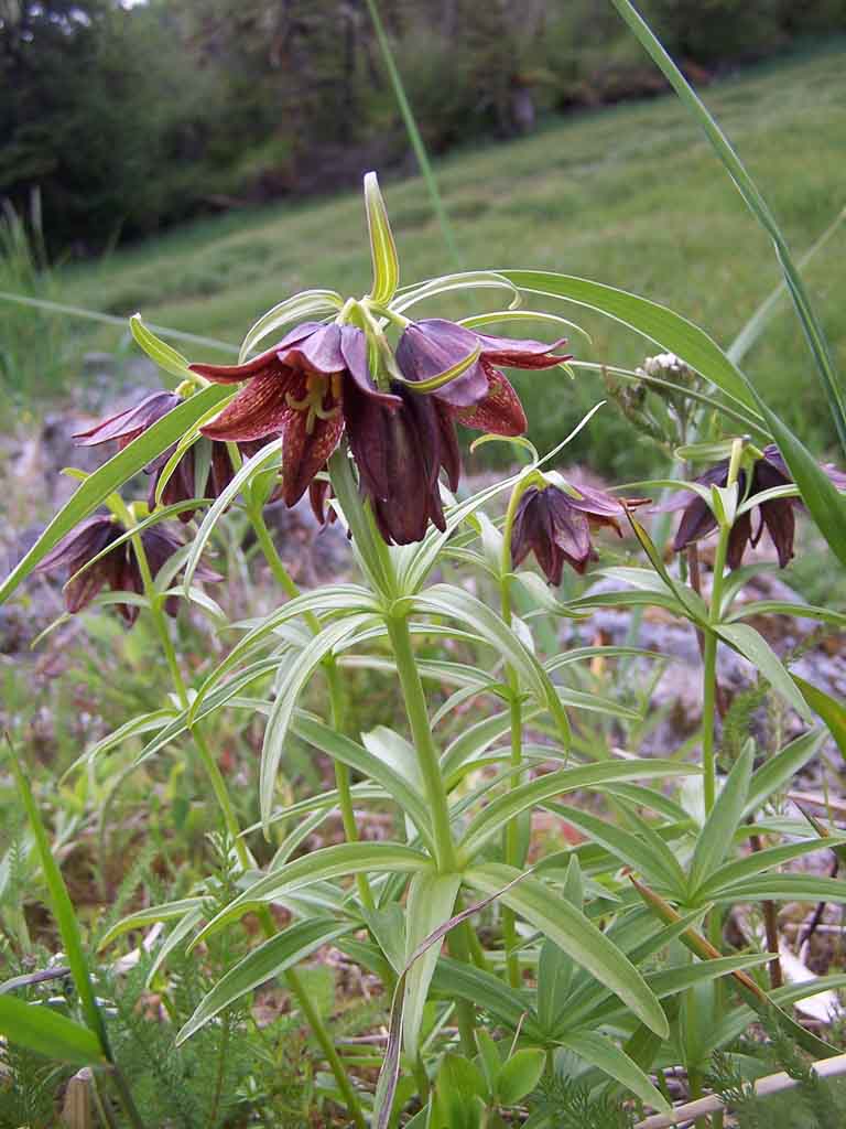 Chocolate Lily 