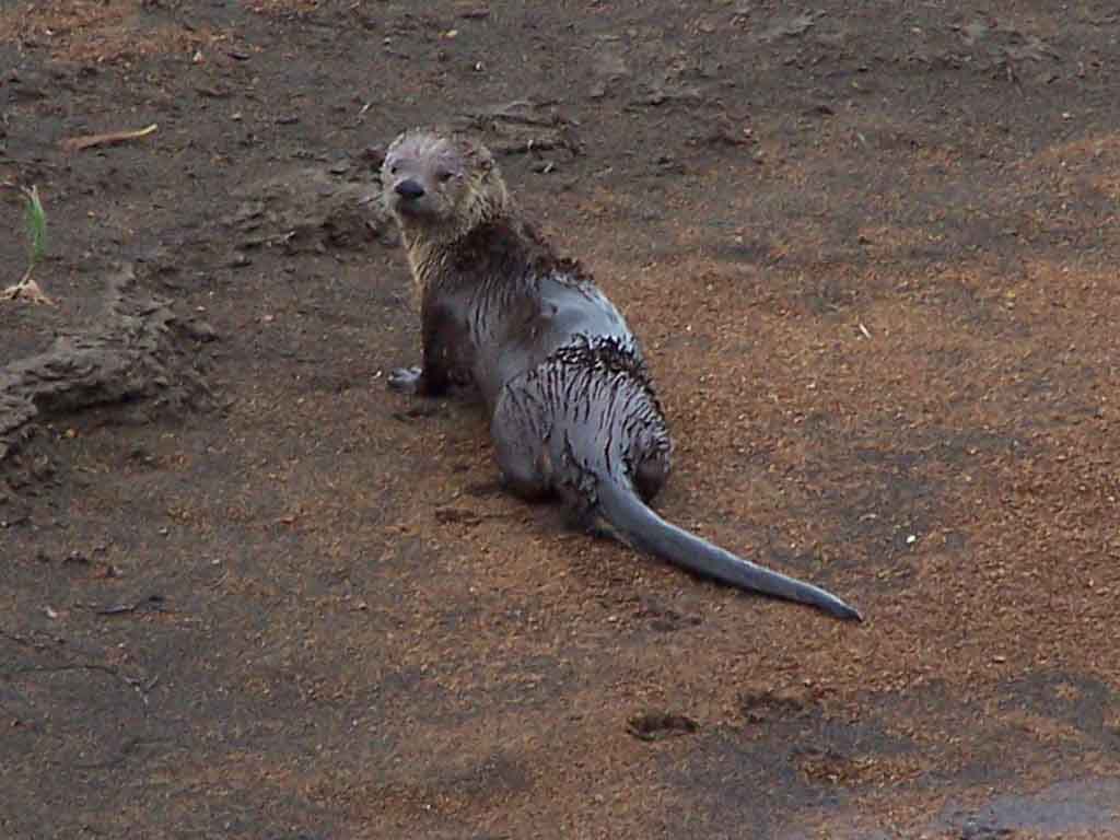 River Otter