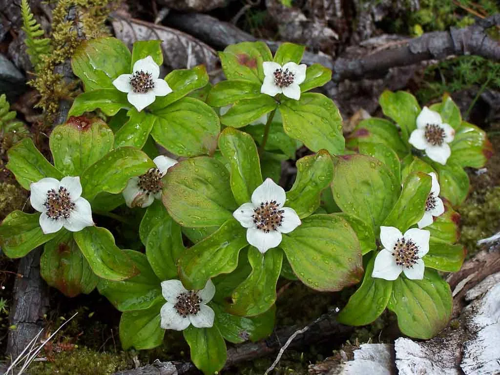 Bunch Berry Flowers