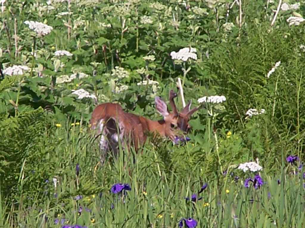 A Sitka Blacktail Buck In The Meadow