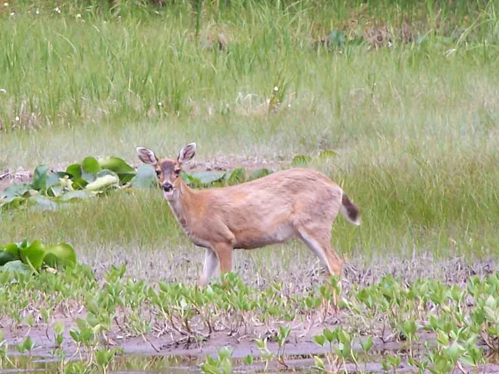 Sitka Blacktail Deer