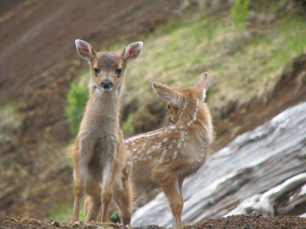 Fawnzi and Bambi