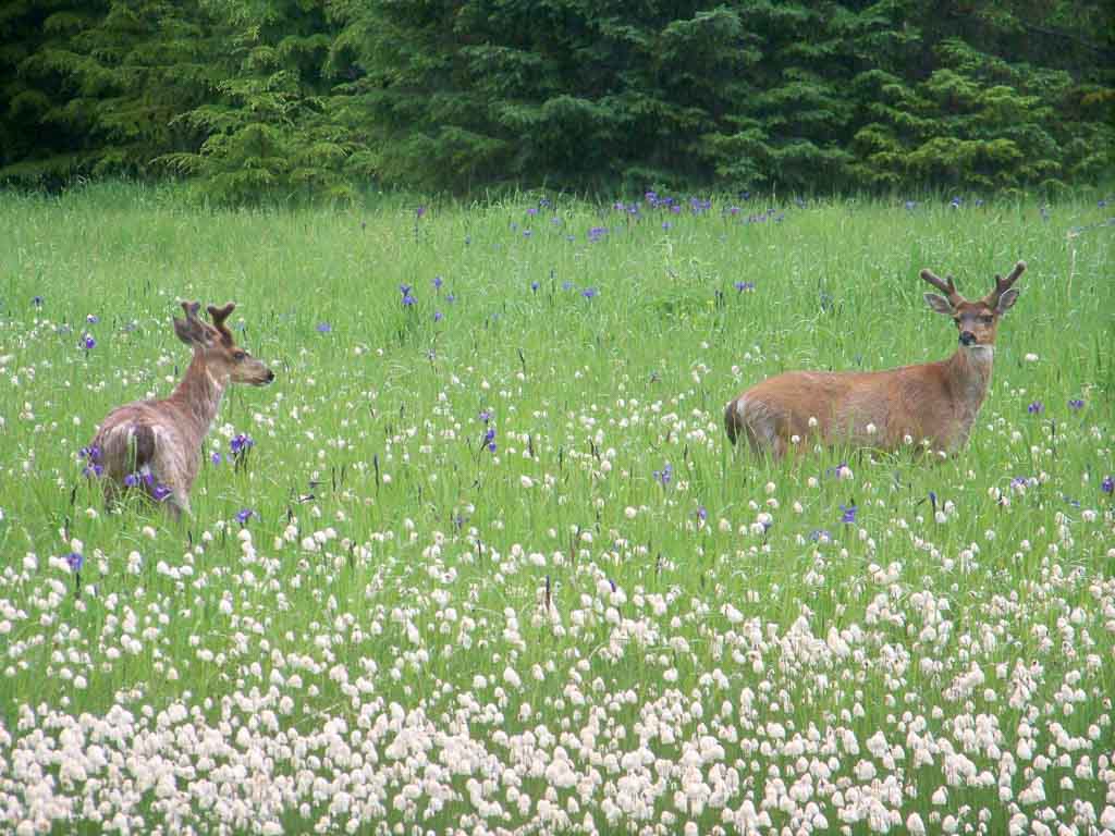 Bucks in Cotton