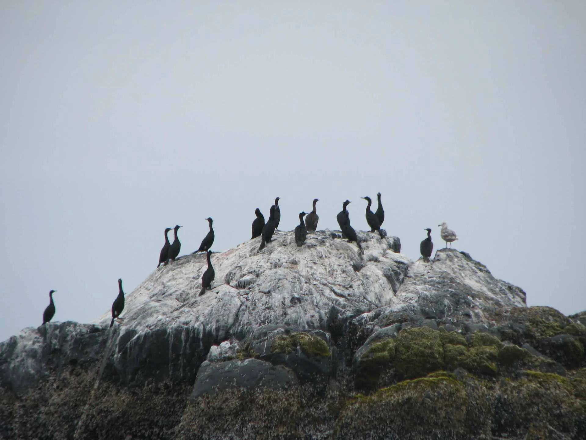 GALwldlf (125 of 198).jpg