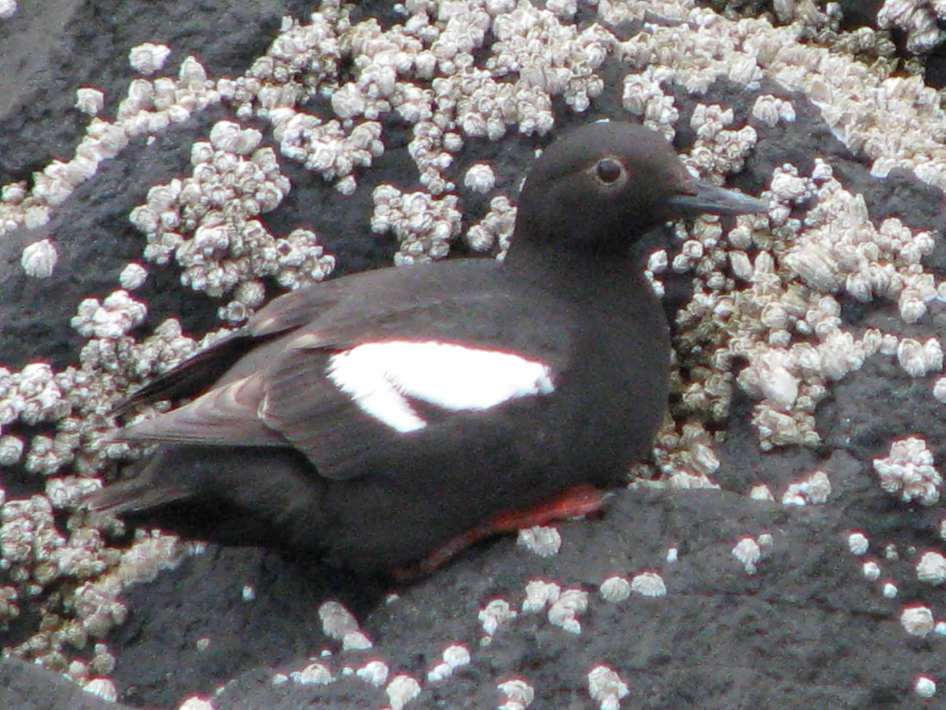 GALwldlf (129 of 198).jpg