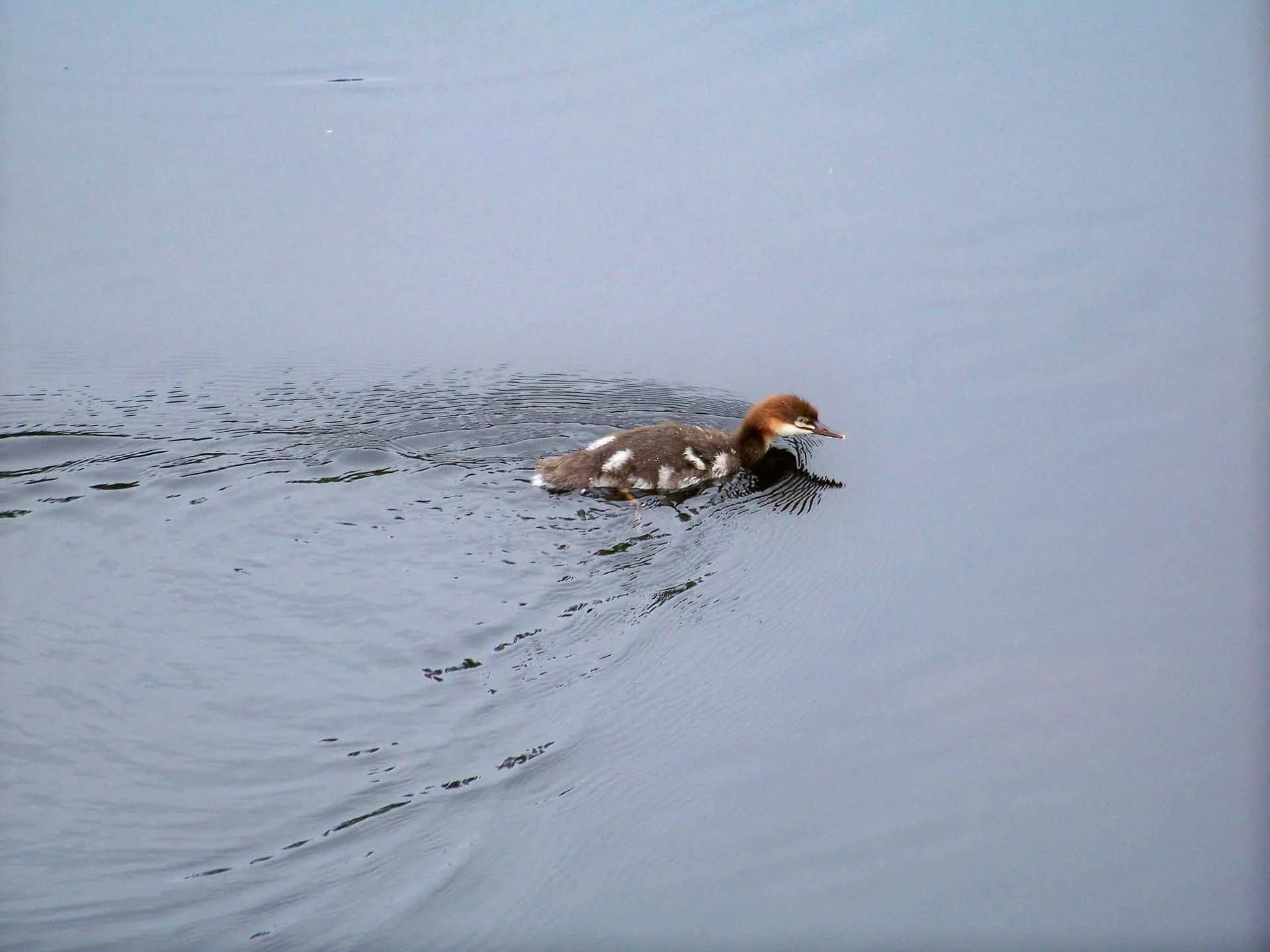 GALwldlf (172 of 198).jpg