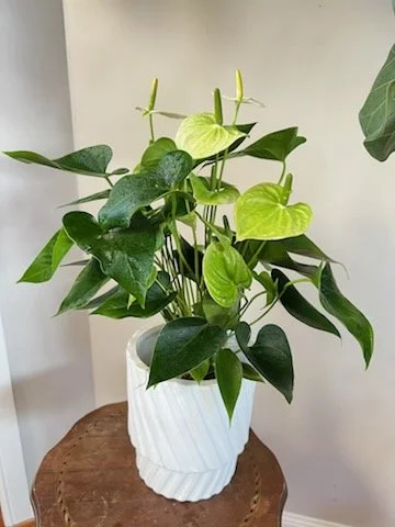 white anthurium.jpg