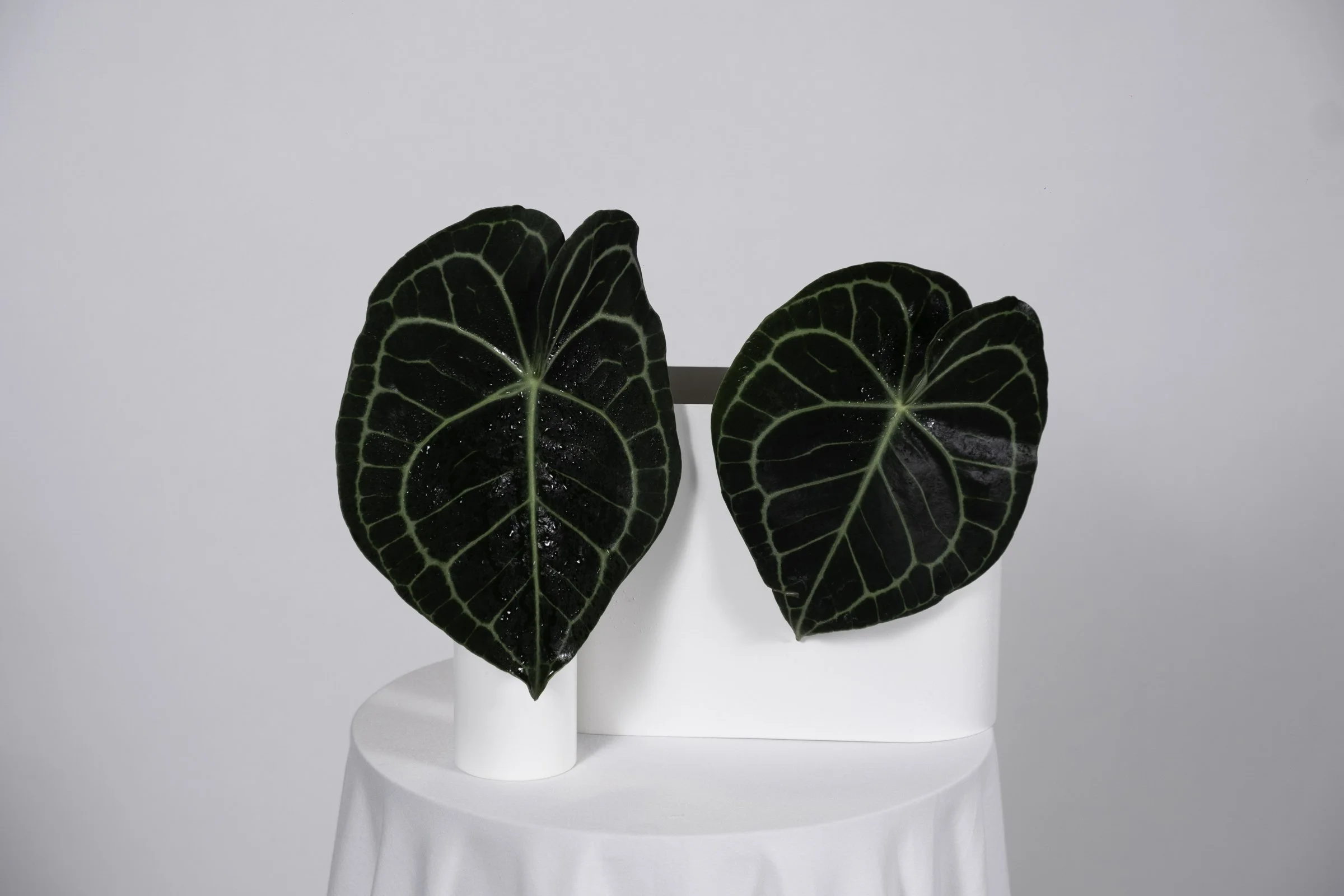 byronbayflorist (4 of 29).jpg