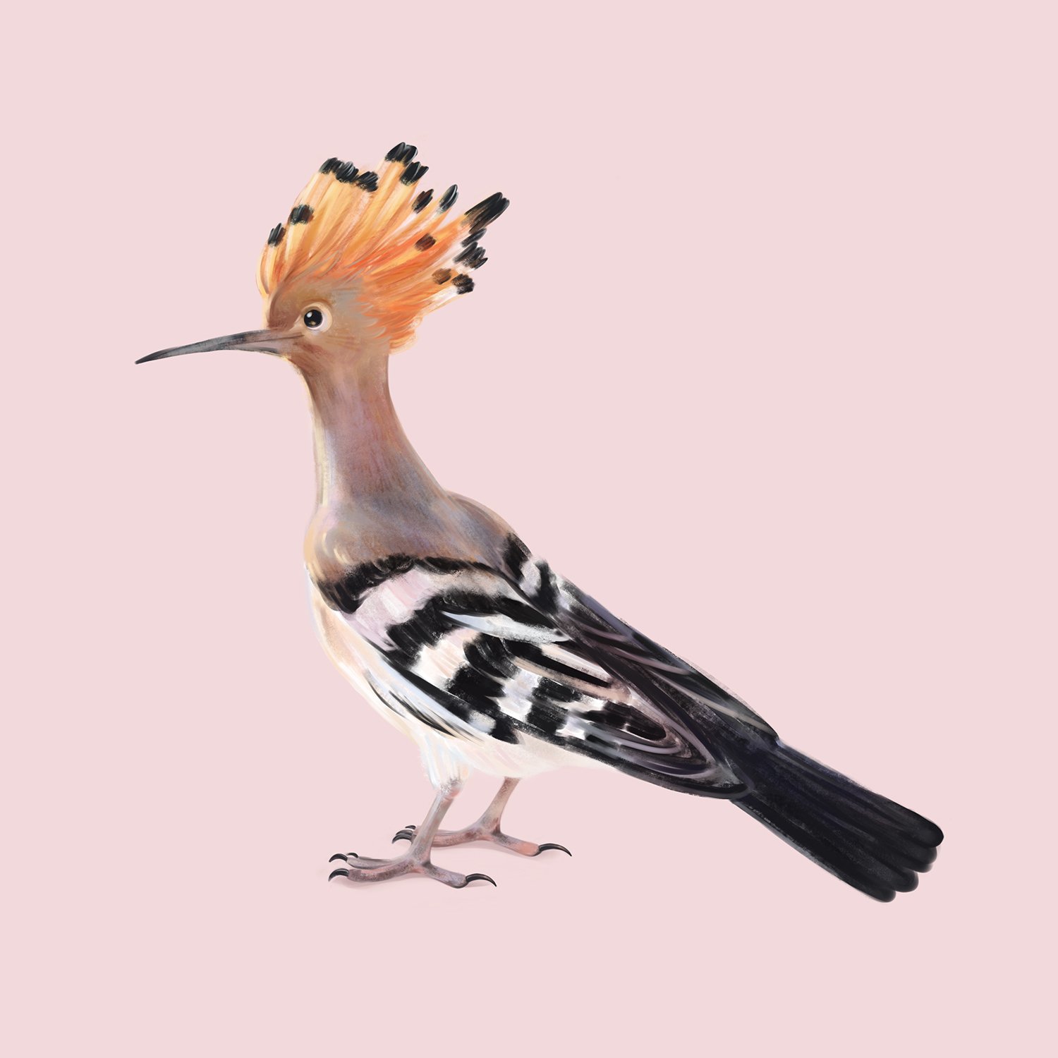 hoopoe.jpg