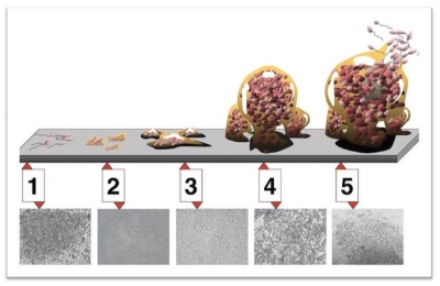 Five stages of bio-film development