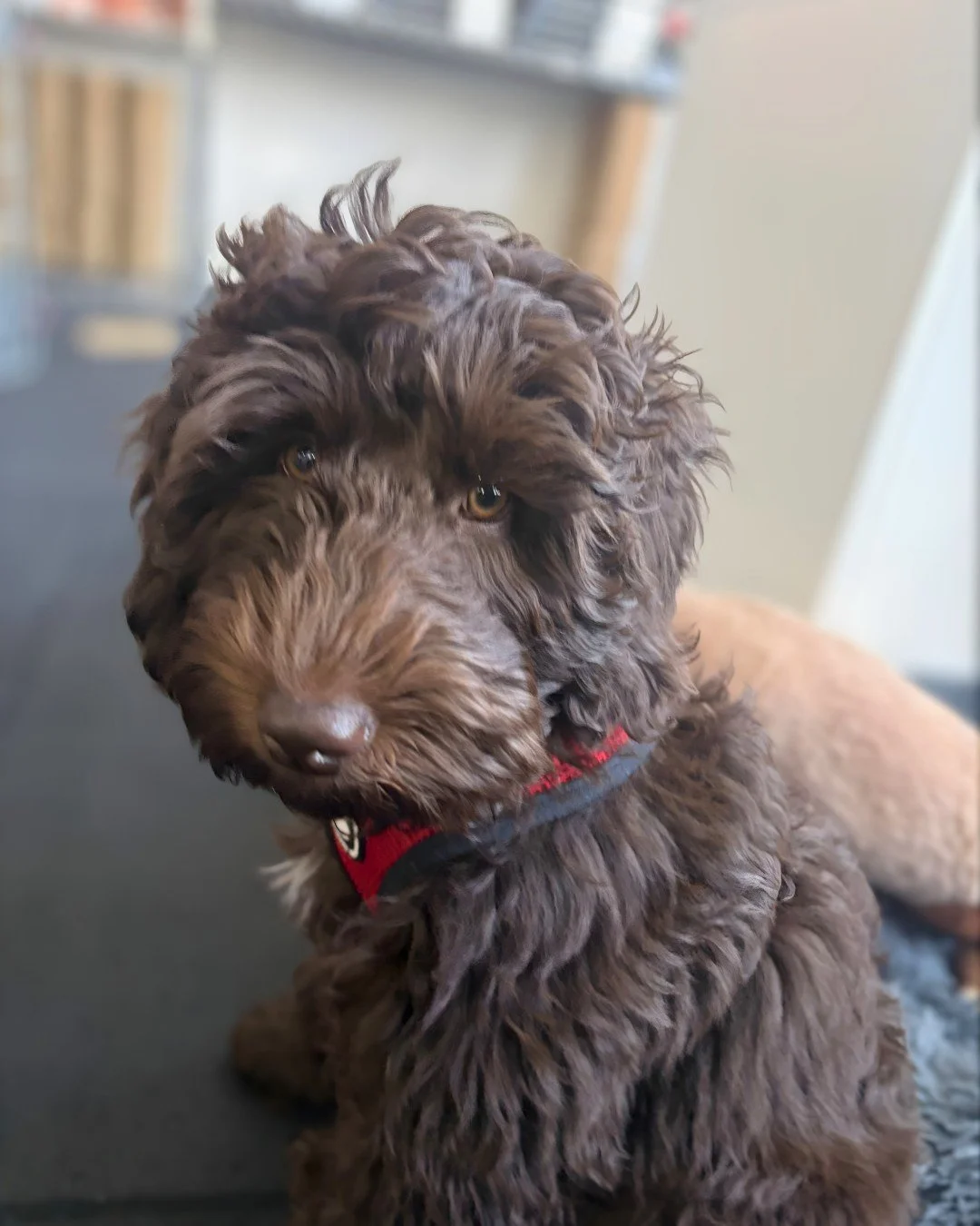 Meet Cooper 🐾

Xander&rsquo;s 4 month old Labradoodle who's just joined the Yellow Slate Design team. Full of energy, no off switch, and always ready for a zoomie!

If you pop into our studio, you'll more than likely meet him!

Swipe to see the inev