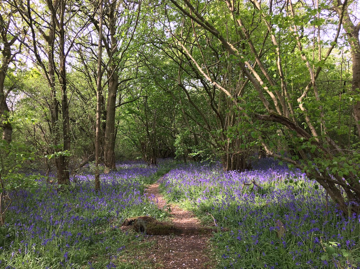 Brampton Wood bluebells in all their glory.