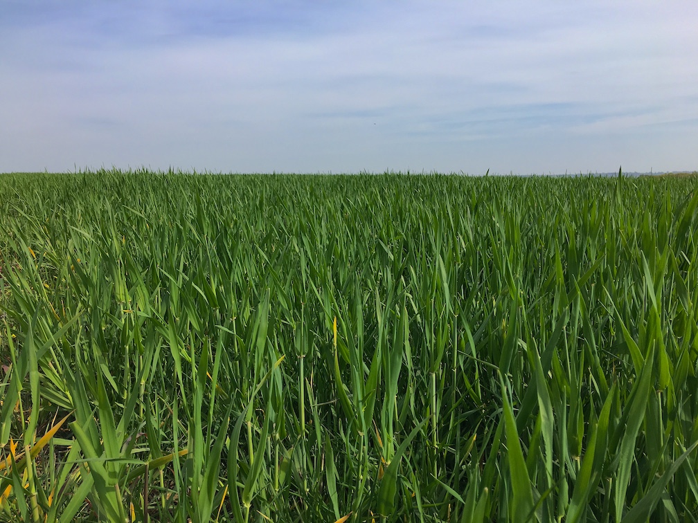 Watching and listening to the wind comb through crops is a massage for the mind.