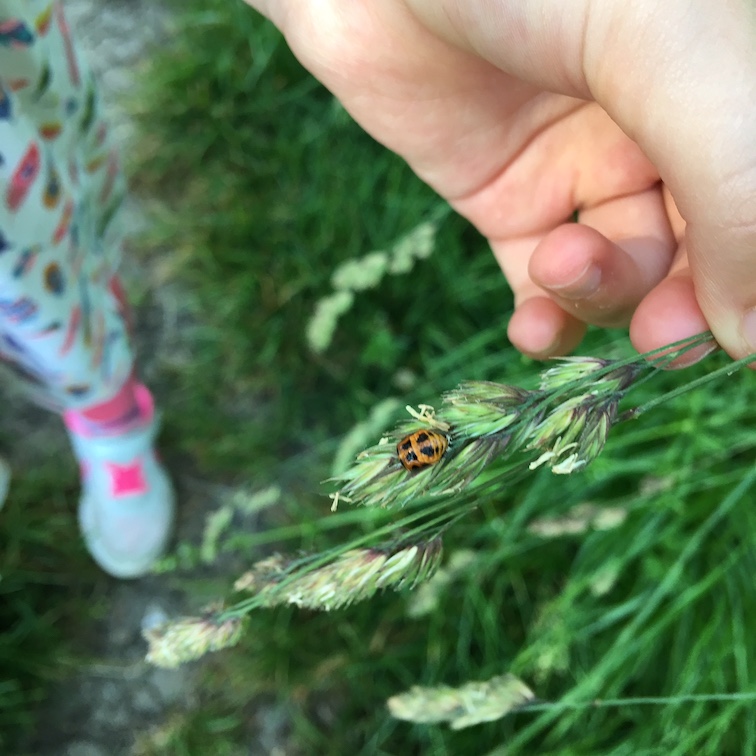 ladybird pupa.jpg