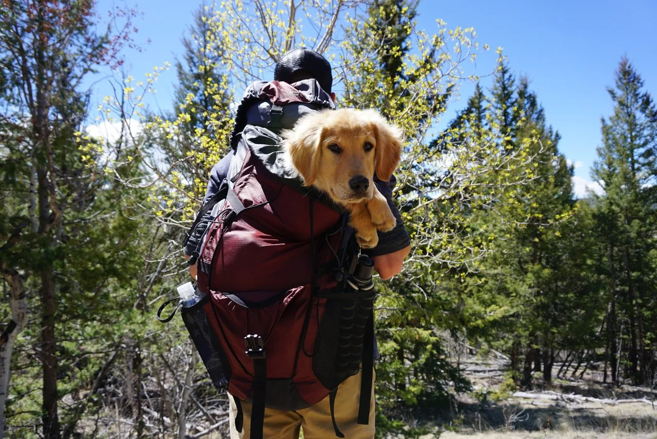 How to Hike with a Dog.jpg