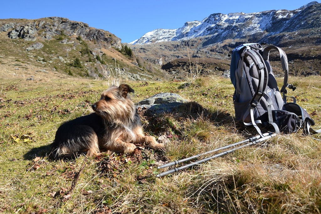 hiking with a dog walking mountains trekking dogs long distance.jpg