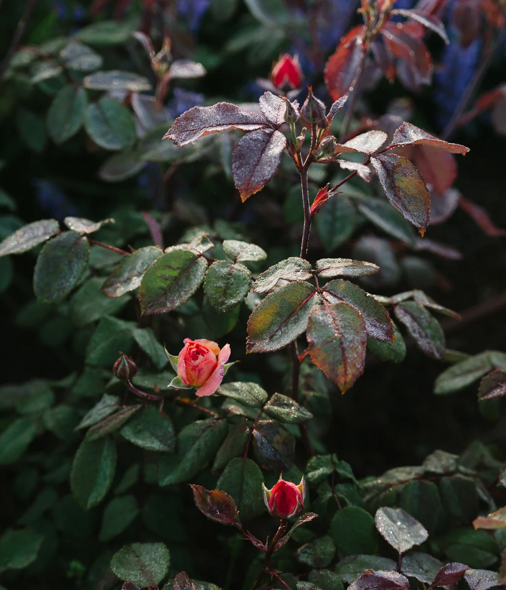 DSC_0712.jpg