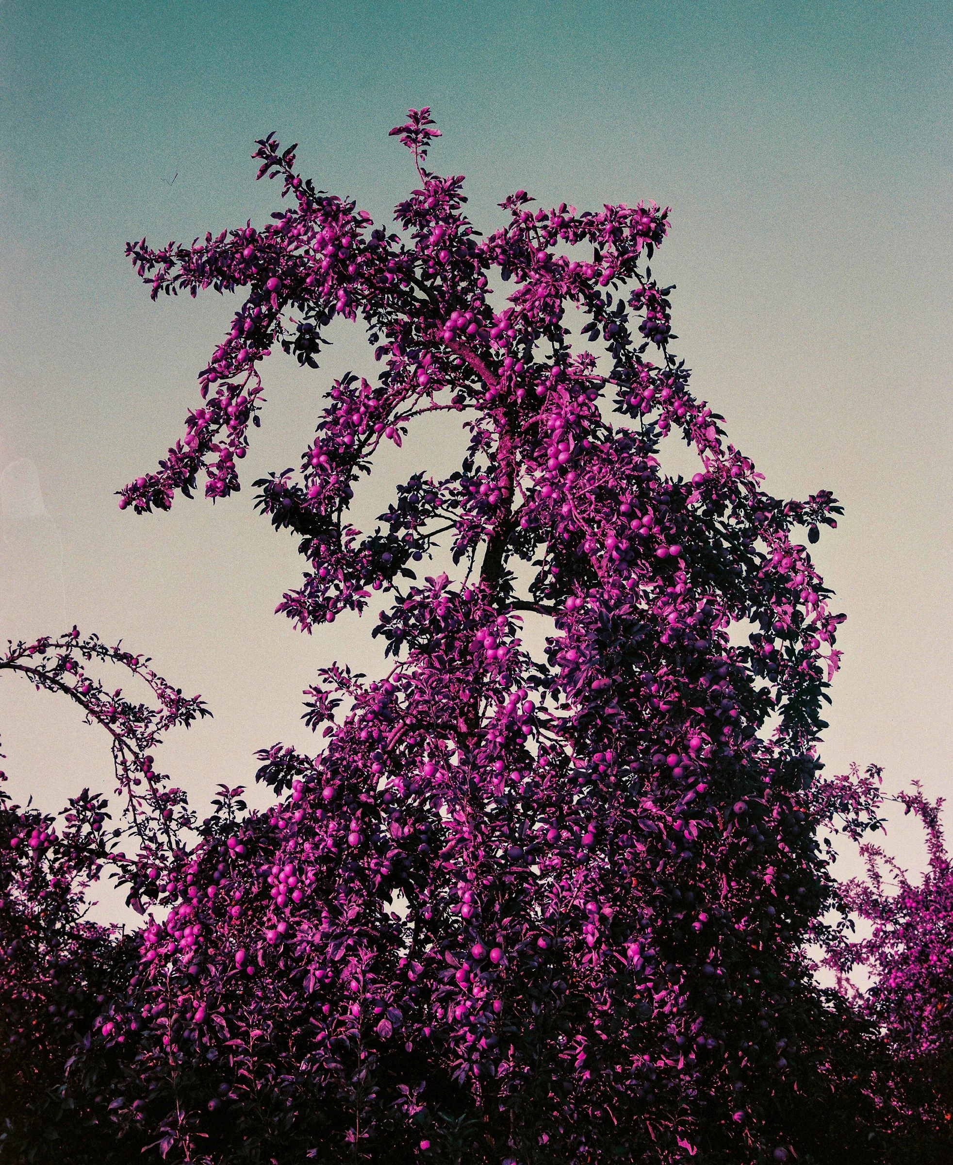 10244_001-0007.jpg