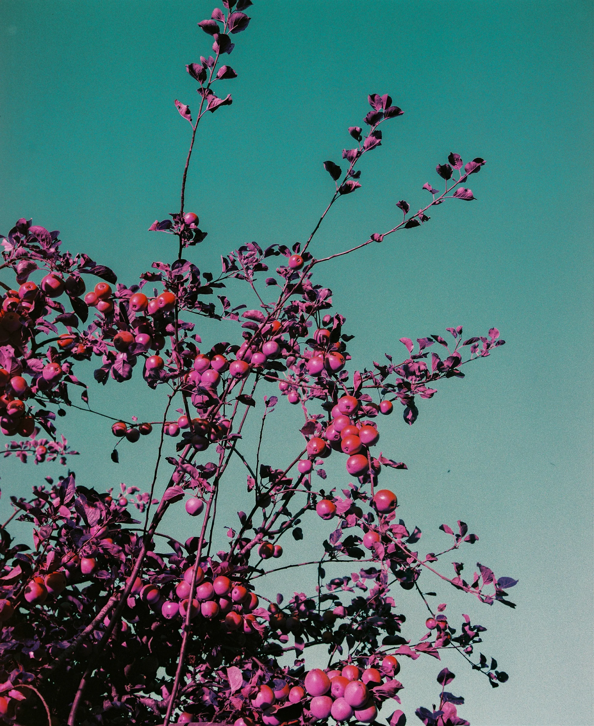 10244_001-0001.jpg