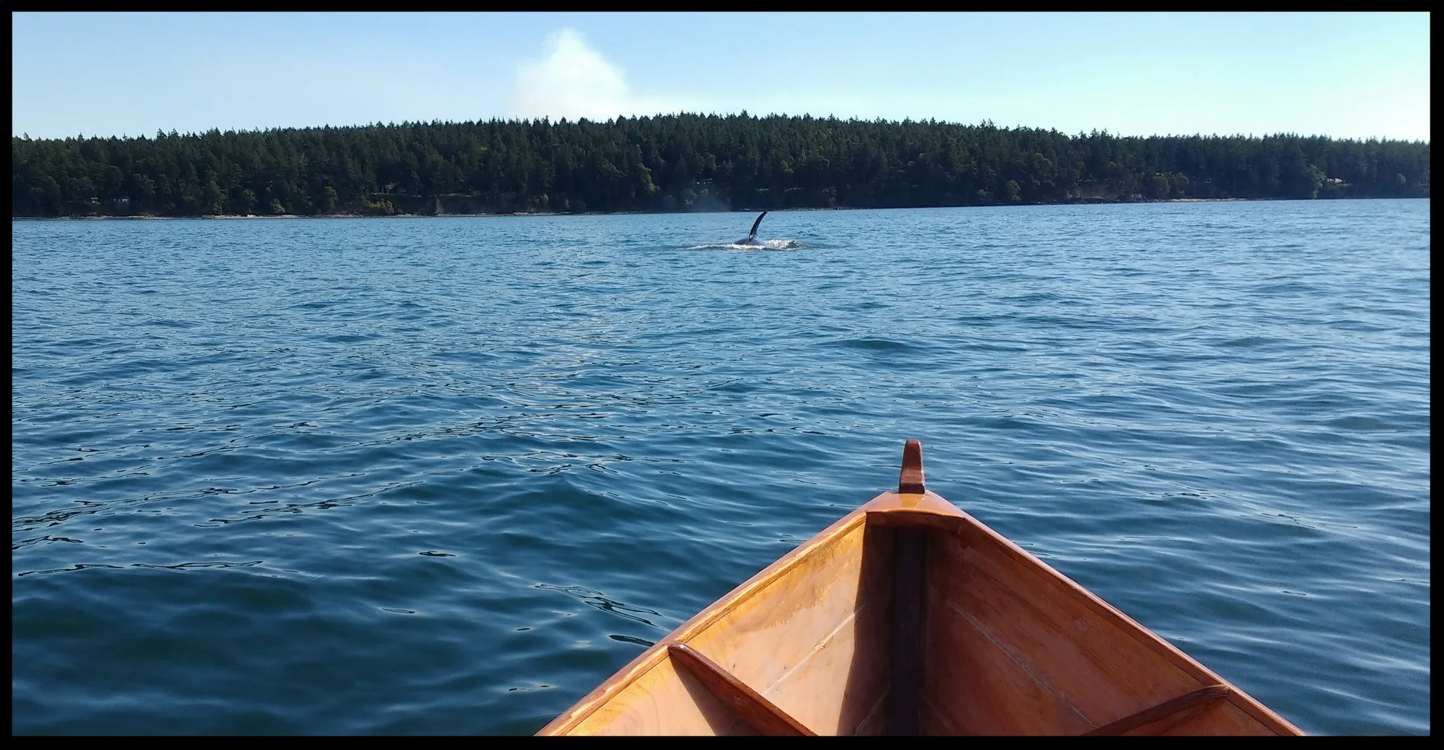 Here are a couple of juveniles approaching just before swimming right under my boat!