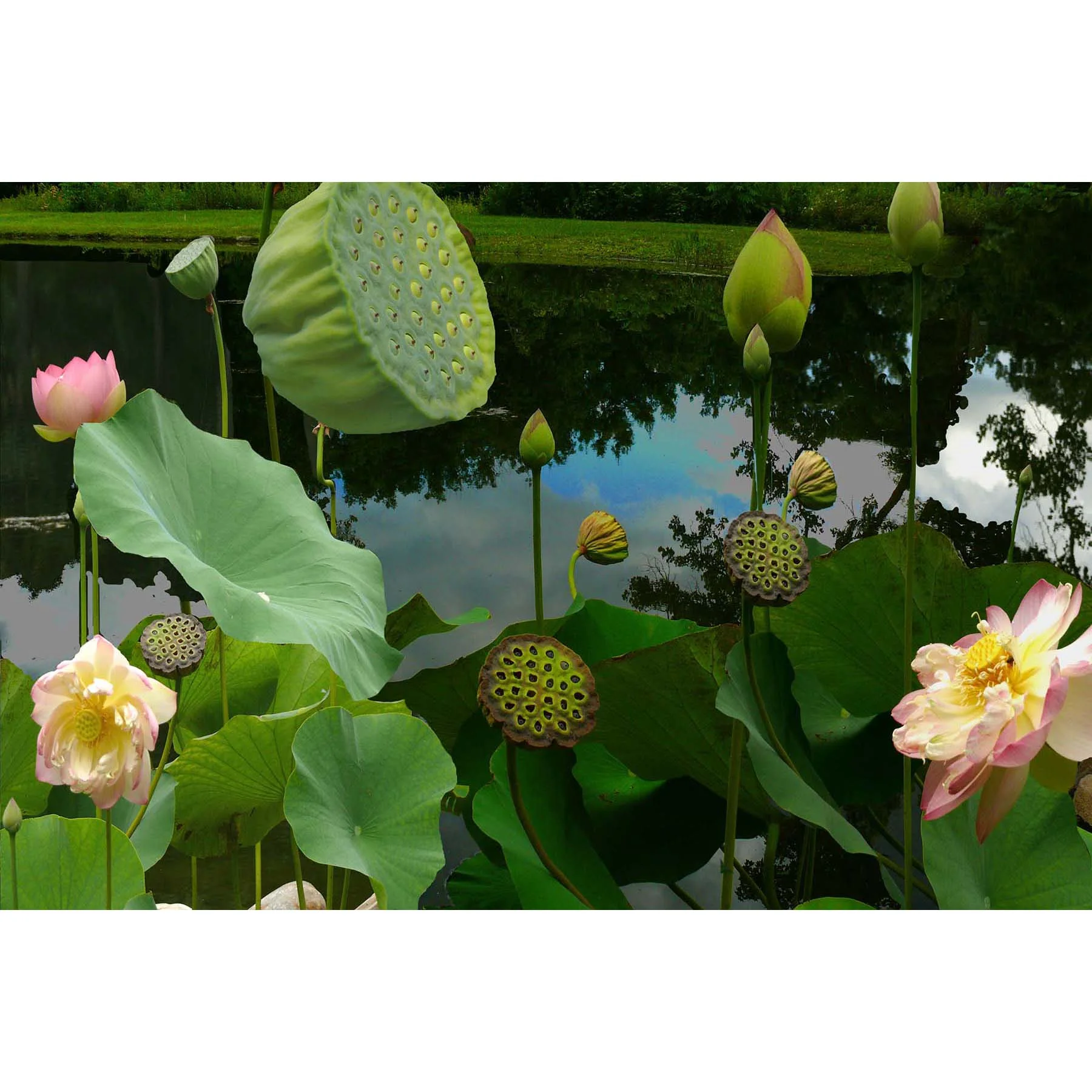 lotus garden .jpg