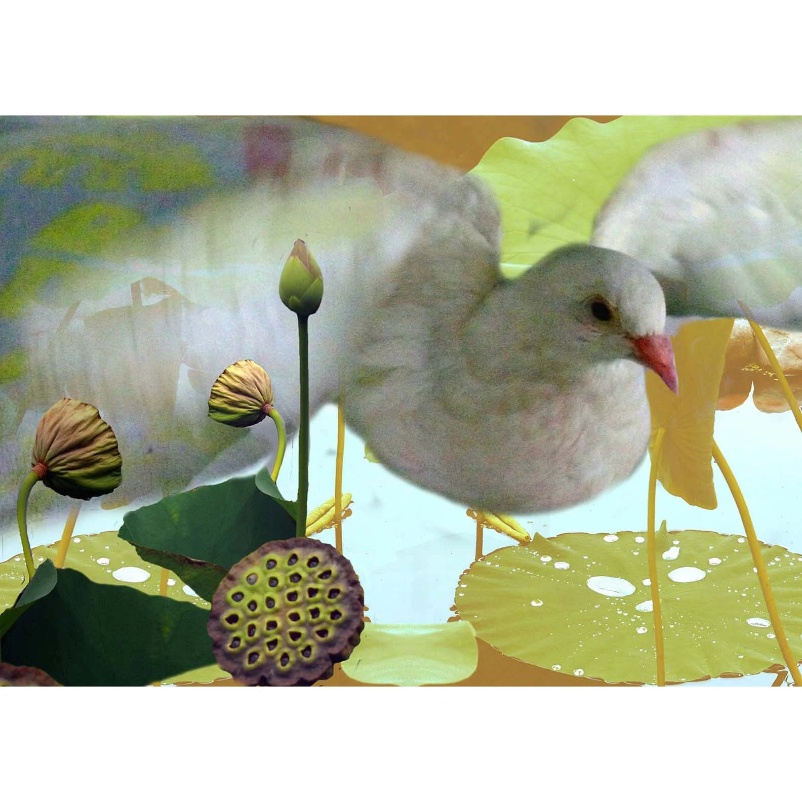 rain on lotus with willow .jpg