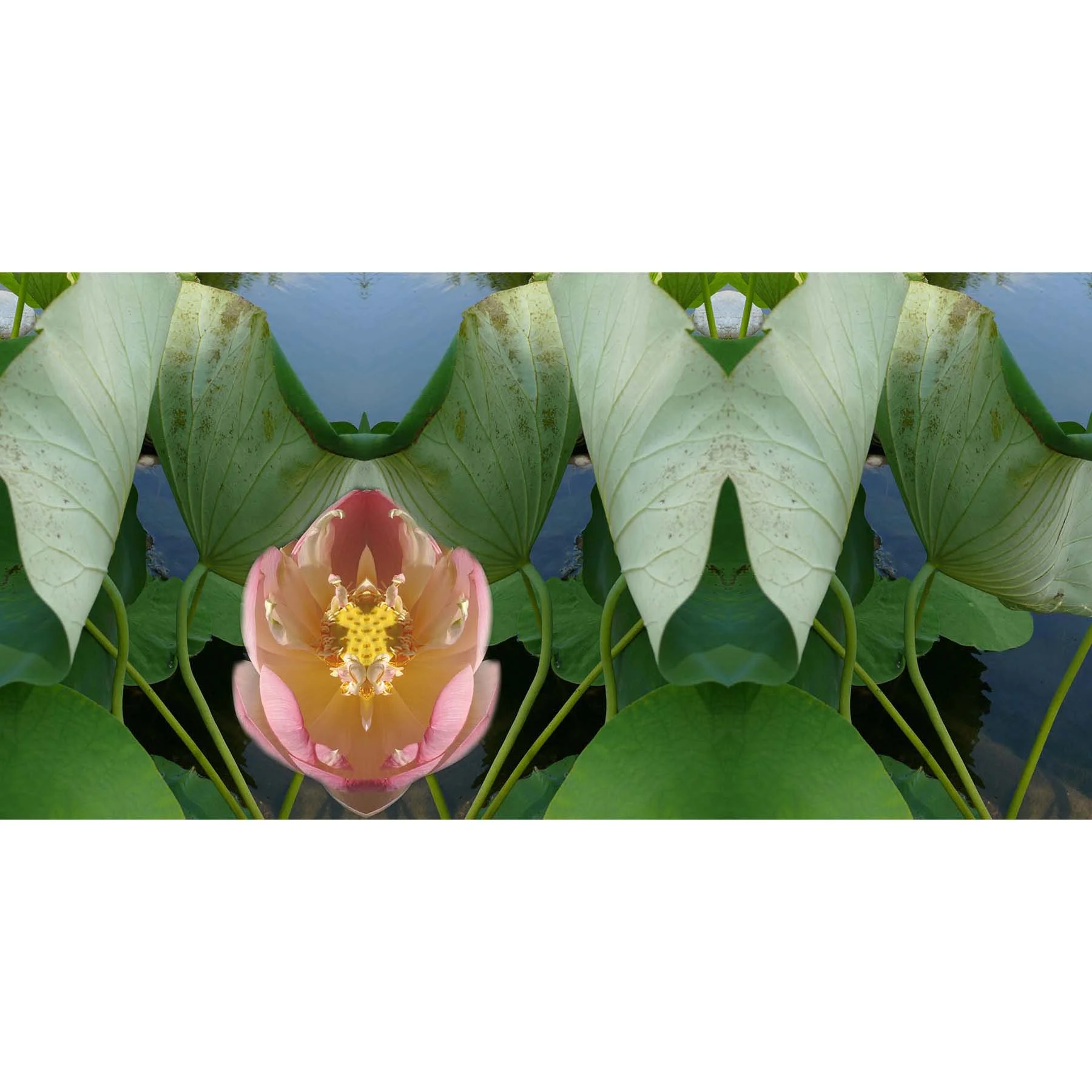 lotus and leaves.jpg