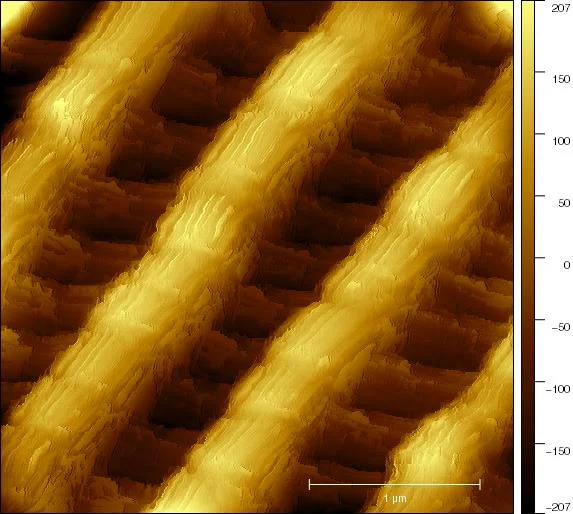 Butterfly Wing