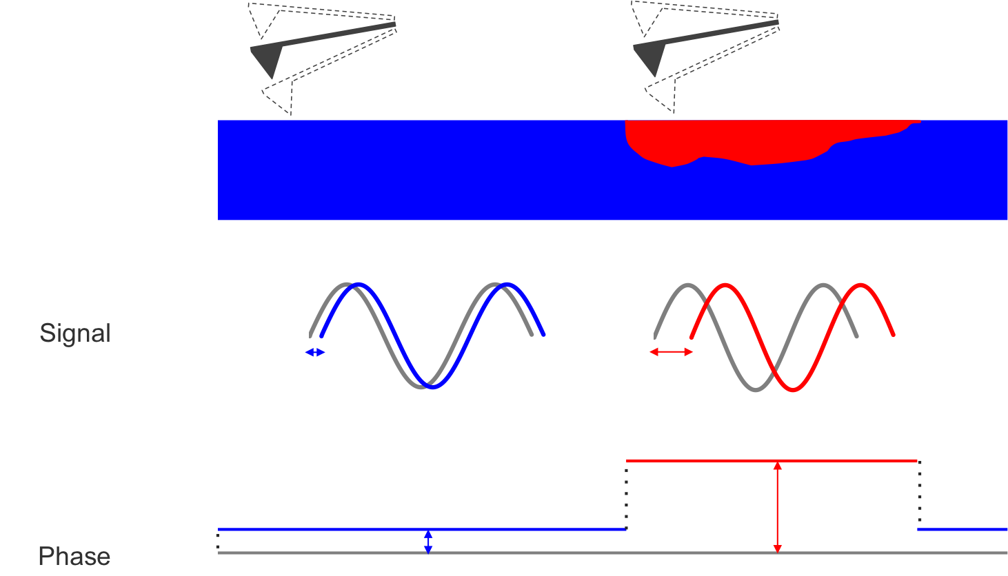 The red and blue components possess different mechanical properties, which results in a different phase shift.