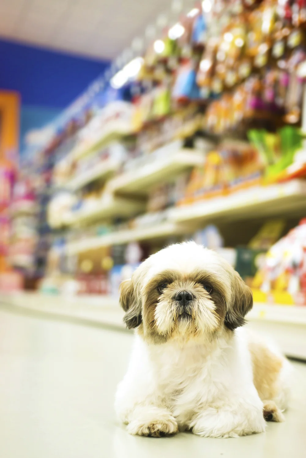 Services — The Pet Firm