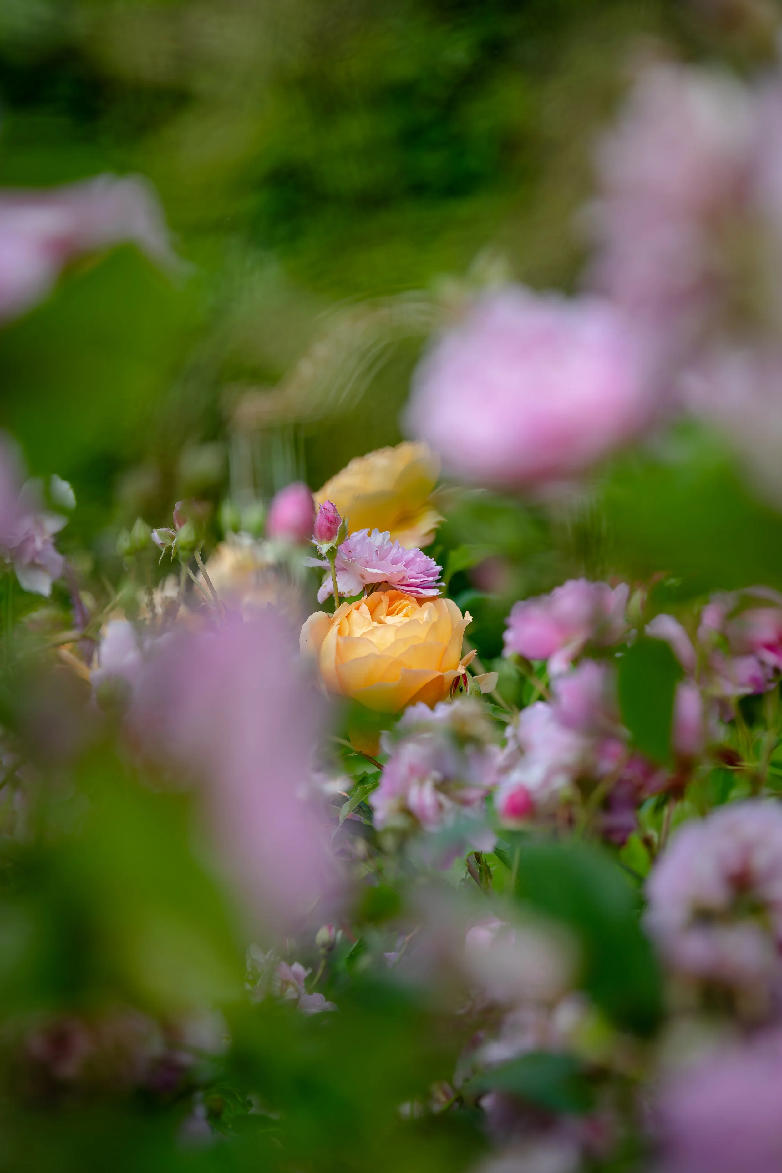 Neatham Manor-83.jpg