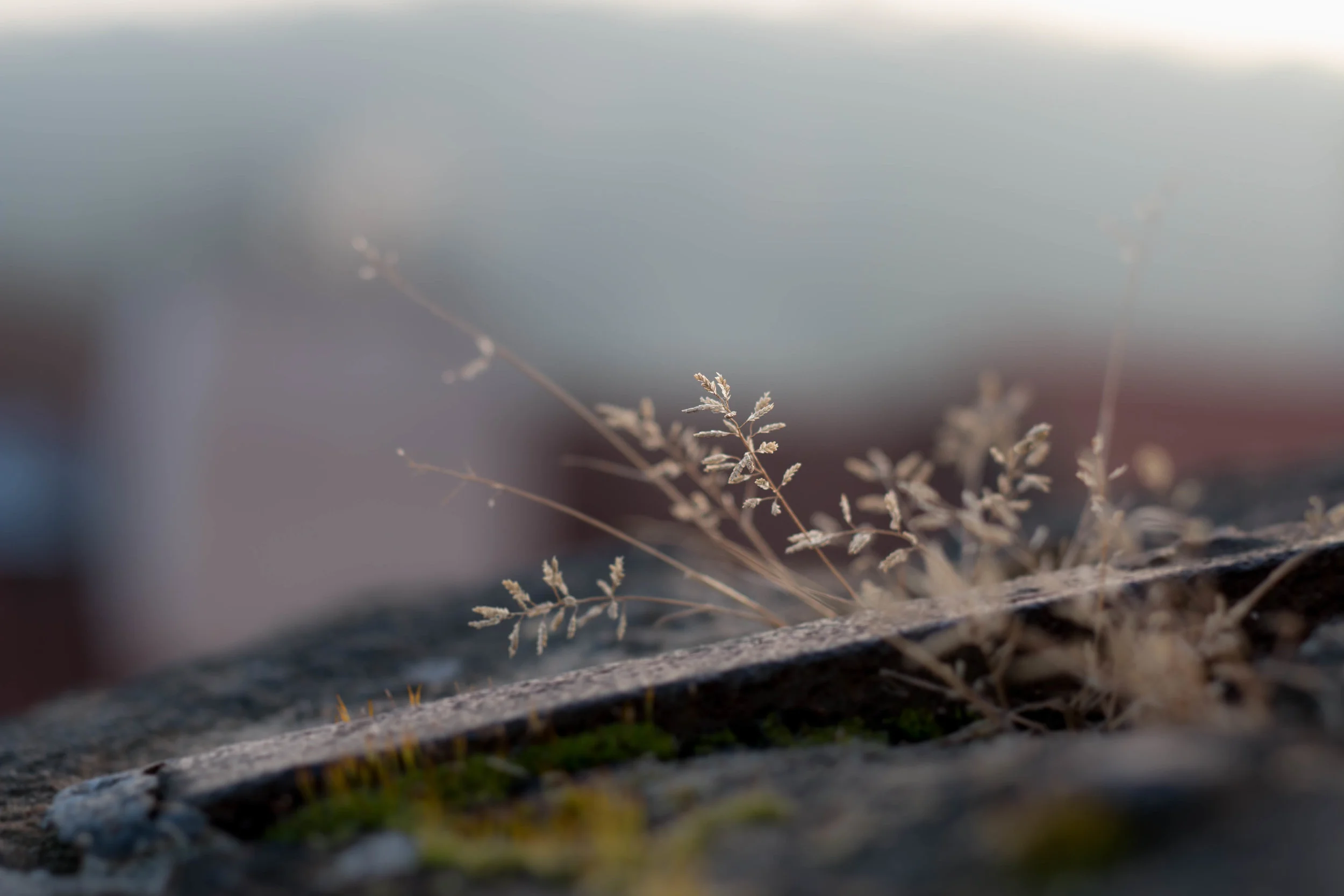 budding